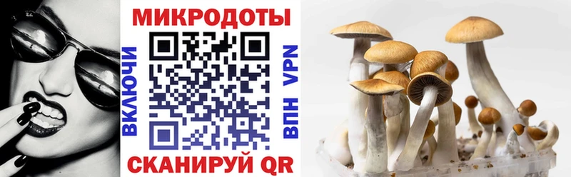 Галлюциногенные грибы Psilocybe  что такое   Каргат 